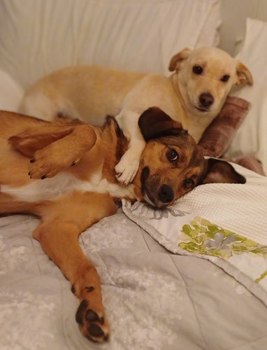 Snoopy (top) and Amigo (bottom)